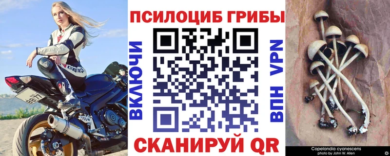 Псилоцибиновые грибы Psilocybe  Купить  Лермонтов 